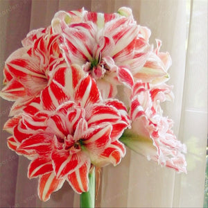 2 Bulbs Amaryllis Bulbs True Hippeastrum Bulbs Flowers,Barbados Lily Potted Home Garden Balcony Plant Bulbous